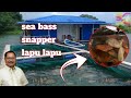 Raising sea bass snapper lapulapu in river fish cages  happy farmer integrated farming system