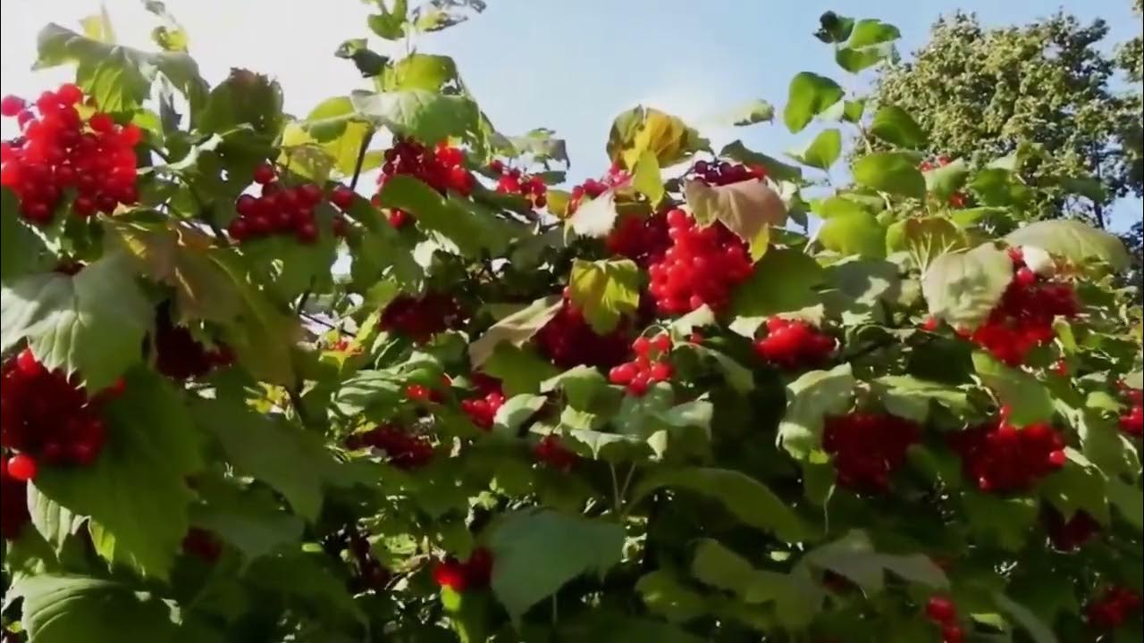 Одна калина за окном. Одна калина за вікном софія ротару. Дом с рябиной под окном. Одна калина за окном. Одна калина за окном.