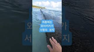 천억 AI 교수의 여름 휴가지는? 집 앞 와이키키 비치