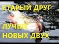 Загляни в мою коробку! YO-ZURI L-Minnow