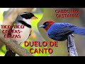 Duelo de canto: qual canta mais bonito? Tico-tico-de-costas-cinzas ou Cabecinha-castanha?