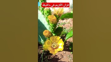 سورة.مريم.سعود.الشريم #quran #المصحف #duet #flowers #اكسبلور #لايك #ترند احترم.القران.دقيقة #لايك