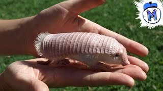 9 Dumbest Animals Ever