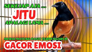 pancingan murai batu AGAR BUNYI jitu untuk JADIKAN murai batu GACOR EMOSI❗