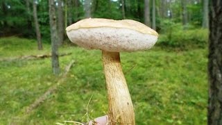 Bitter bolete - Tylopilus felleus - Porcino di Fiele - Goryczak - Gorzkniak