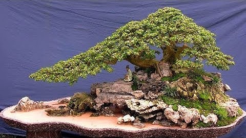 Tiểu cảnh bonsai mini đẹp xuất sắc mọi người tham khảo#caycanh #bonsai #bonsaitree