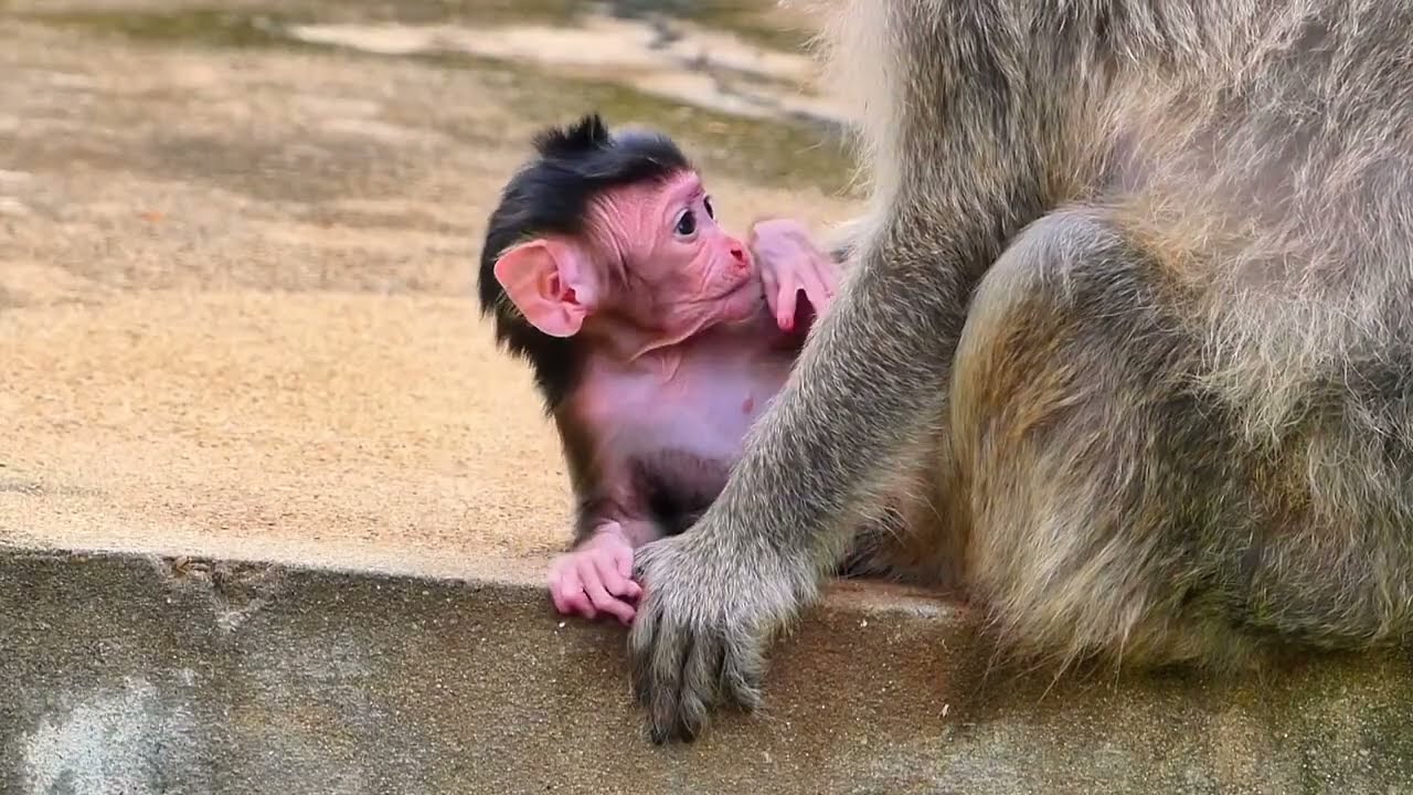 Baby Monkey Tries to Hug Mama After She Moves Him — Adorable Bonding Moment.