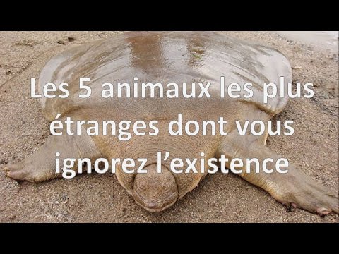 LES 5 ANIMAUX LES PLUS ÉTRANGES DONT VOUS IGNOREZ L'EXISTENCE #3