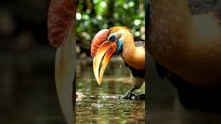Vibrant Bird in Nature #rarebird #wildlife #nature #birds #4k #viral #shorts