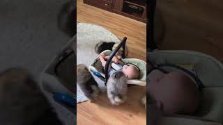 У самого лучшего терапевта есть шерсть и 4 ноги | Малыш и собачки 👶🐶 #shots