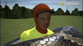 Ular piton makan manusia hidup hidup di kota Mamuju, Sulawesi Barat