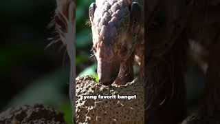 Hewan trenggiling suka makan semut dan rayap #trenggiling