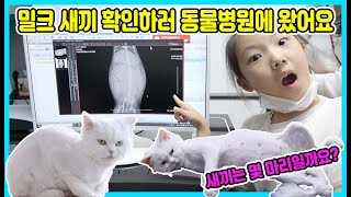 고양이 밀크는 몇 마리의 새끼를 가졌을까요? 동물병원에 가서 X-레이로 확인해 봤어요 ㅎㅎ [사랑아놀자 LOVE&TORY]