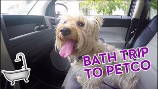 Bath trip to Petco Mi bano en Petco - Camila the Silky Terrier