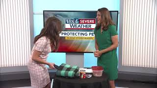 Tips to keep pets safe this hurricane season
