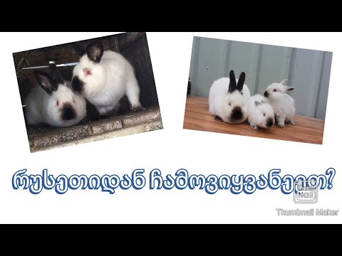 ჩამომივიდა რუსეთიდან ბოცვრები/ვინ ჩამომიყვანა და რატო...