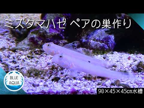 ミズタマハゼ(ペア)の巣作り|Diamond Watchman Gobies Building Their Burrow
