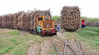 Risky Way They Ride Overloaded Sugarcane Trains