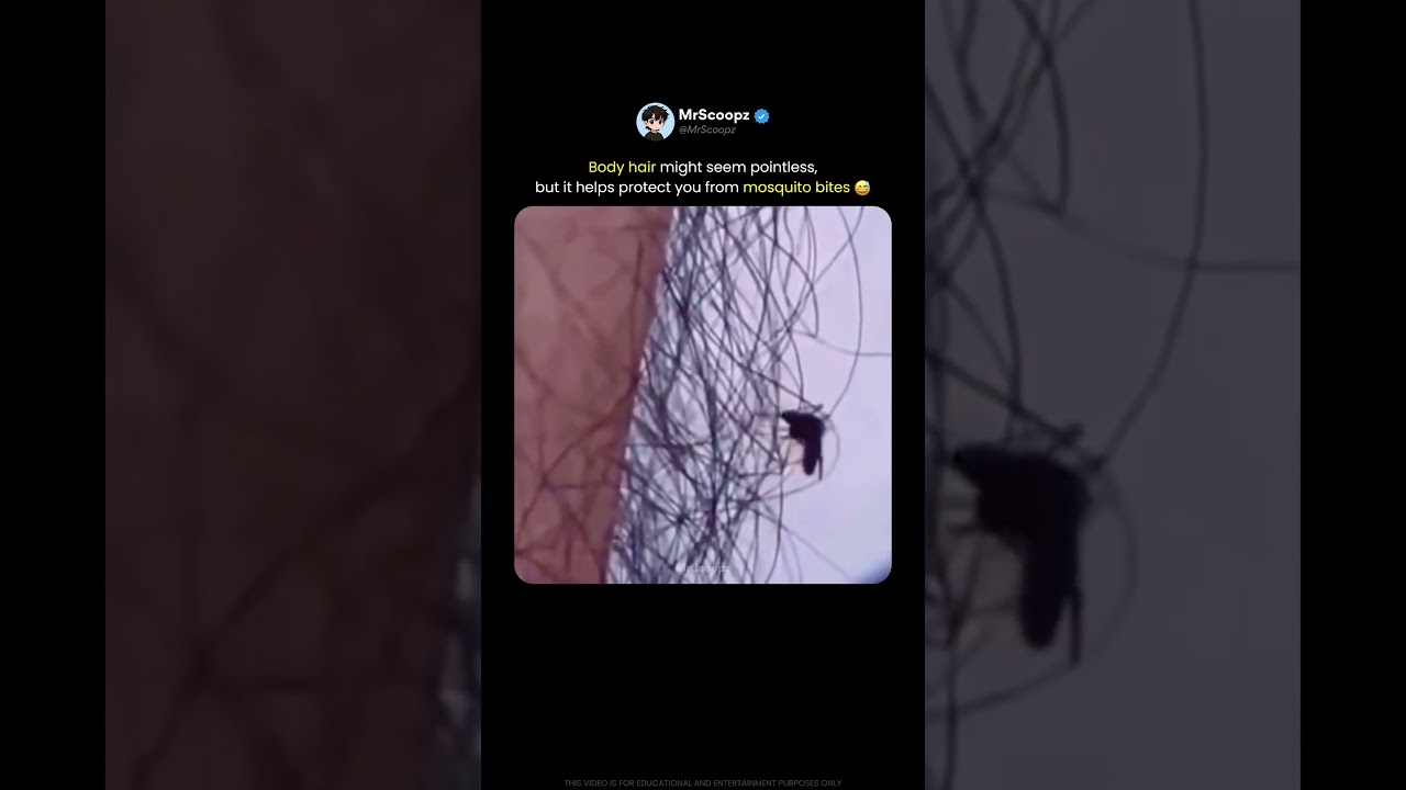 Body Hair Can Make Mosquito Bites Harder 🦟