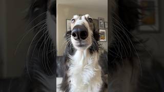 winter is coming, and her name is abby, part 1 #borzoi #voiceover #dogsofyoutube #dog #shortsvideo
