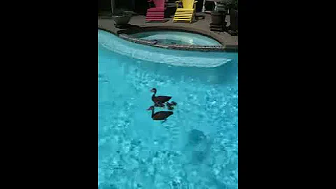 Too Cute - Ducks in a Pool