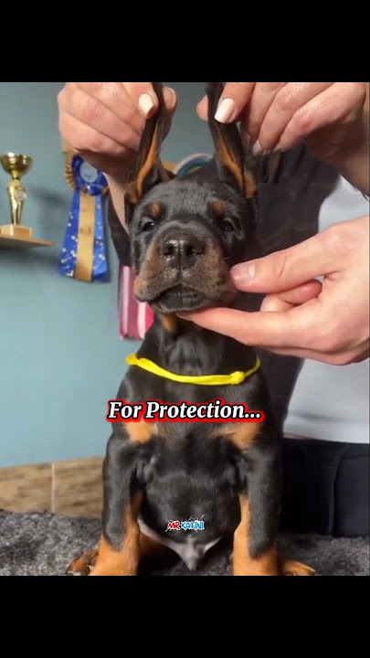 Top Dog Breeds for Active, Busy, or Calm Lives 🐶 #dogs #dogbreeds #activedogs #foryou #Shorts