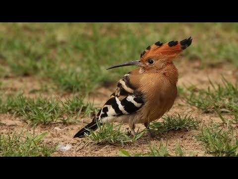 African Hoopoe's aggressive