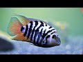 Get Convict Cichlids. Here's Why.
