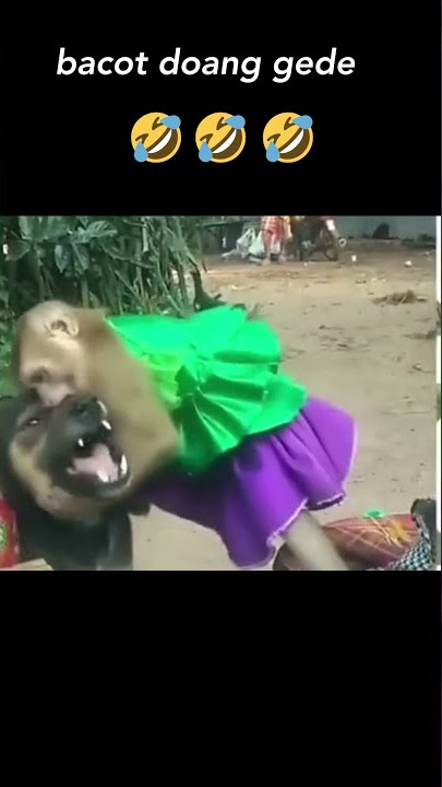 Monyet Anjing #Shorts Video Lucu Ngakak