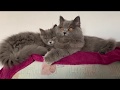 British Longhair Cats/ British Shorthair の動画、YouTube動画。