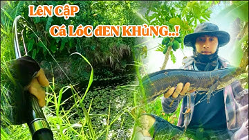 Săn cá lóc hugo ở rừng tràm u minh || đụng cập cá lóc khủng ở bìa rừng ||@duphanfishing69camau