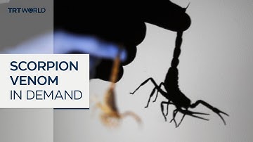 Multi-million dollar scorpion venom market faces synthetic disruption