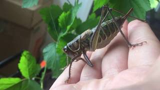 Chinese Bush Cricket (Gampsocleis gratiosa) Pet Katydid