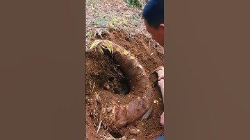 Simple Smart Technique Easy Way to Harvest Giant Bamboo Shoots Using Unique Creative Tools #shorts