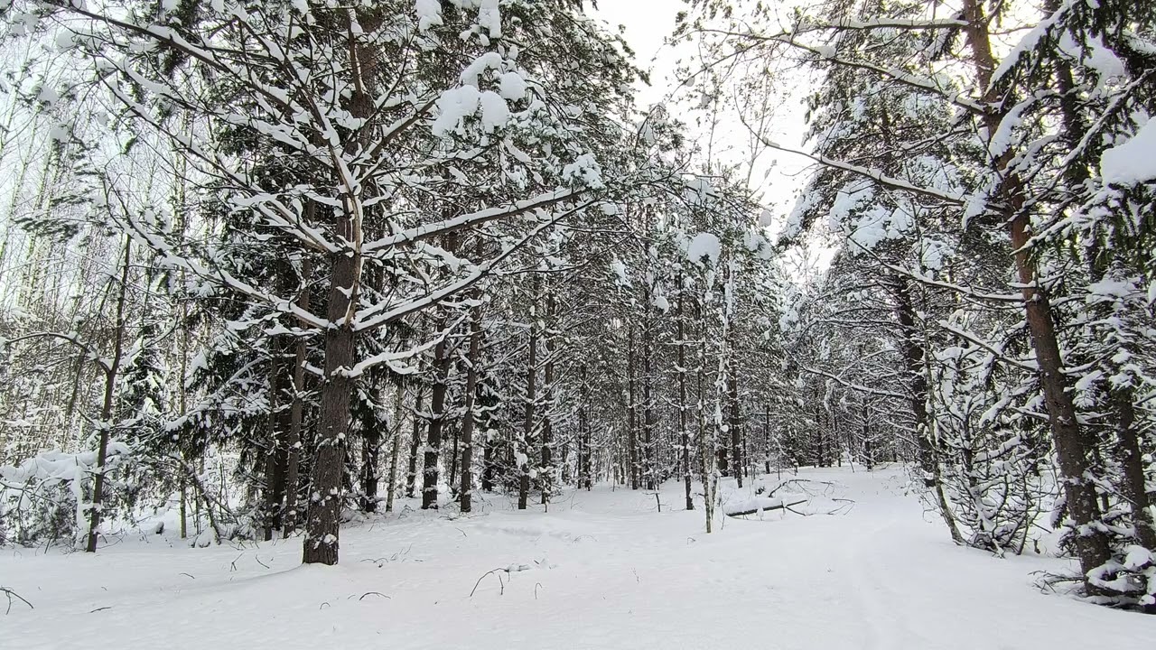 Заснеженный лес. ч.4. Январь 2026