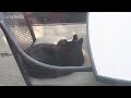 Boo Day 102 - Hydrox On The Patio Chair - The Lucky Ferals