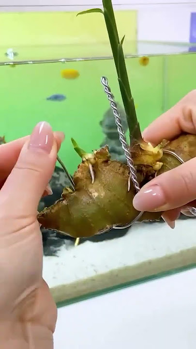 Tanaman yang bisa digunakan sebagai hiasan aquarium.  #aquarium #aquariumfish #aquascape #fishtank