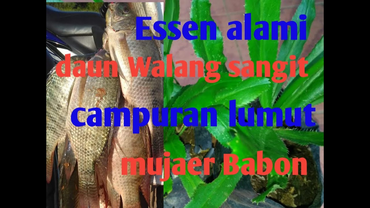 Cara muda mengolah daun Walang sangit Campuran lumut Cara muda mengolah daun Walang sangit Campuran lumut