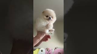 #beautiful #love #pomeranian #pom #wedding 💙🧸📩