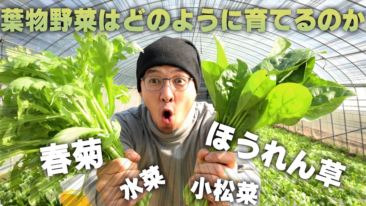 ホウレンソウ・春菊・コマツナの栽培！簡単だけど奥が深い
