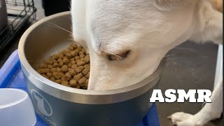 Lab Dog eating | ASMR