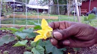 The Easiest Way to Pollinate Squash Plants for The Highest Yields | Hand Pollination is Easy! Easiest Way To Pollinate Squash Plants For Highest Yields