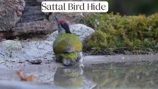 Sattal Bird Hide || HBT || Contact 7456922805 ❣️
