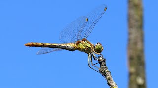 Стрекозы обыкновенные. Sympetrum vulgatum. Насекомые Беларуси.