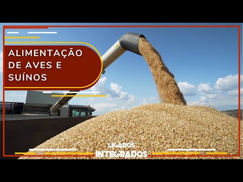 Menor custo: cereais de inverno podem substituir milho na ração animal | Ligados&Integrados 04/04/23