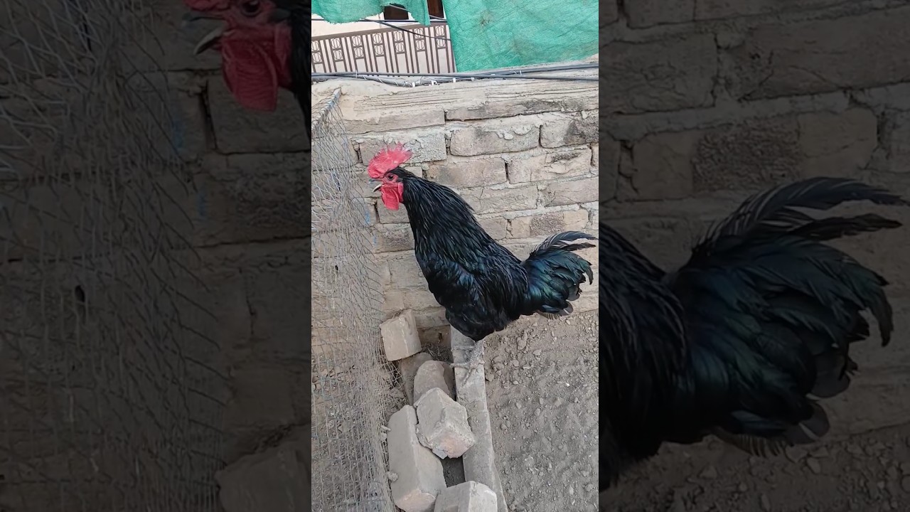 Rooster Crowing alarm 📢📢📢 