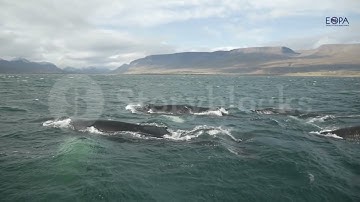 What are mooring lines?