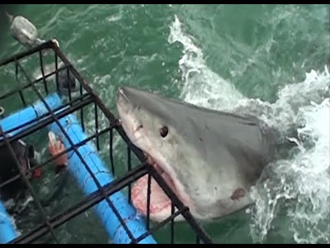 Shark Cage South Africa - YouTube