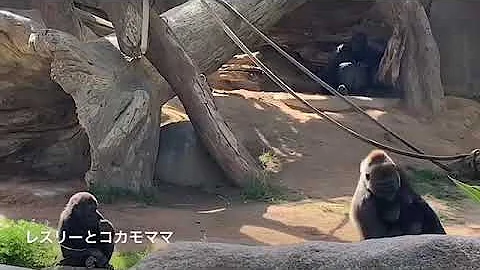 ゴリラ ウィンストン家族　Gorilla Winston Family 　San Diego Safari Park