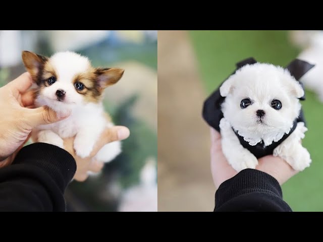 Scotchi, it's a tea cup dog  Cute baby puppies, Baby puppies, Puppies